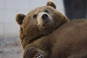 Brown Bear Close Up Drucke: A close up of a brown bear lying down