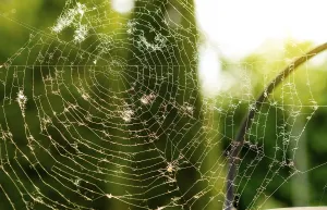 Spider Web Macro Drucke: Close up of cobweb, cobweb with unfocused background