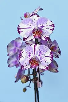 Blue Background Flowers Drucke: Close up of two colored purple