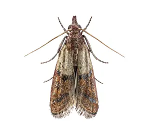 Studio Shot Details Drucke: Close up of common clothes moth