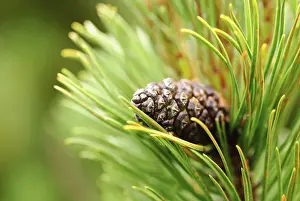 Agricultural Landscape Photo Drucke: Close up cone on pine, shallow deep of field