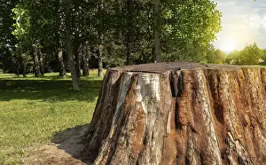 Tree Trunk Close Up Drucke: Close up of a cut tree trunk, concept of a stripped tree