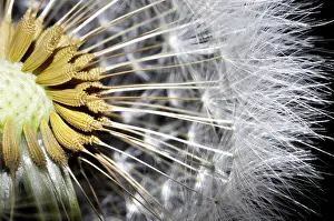 Flowering Plant Section View Drucke: Close Up on a Dandelion