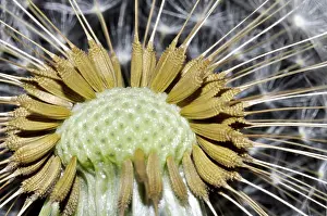 Yellow Flower Close Up Drucke: Close Up on a Dandelion