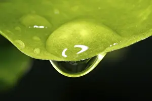 Close Up Leaf Detail Drucke: Close up of a drop of water hanging from a leaf