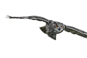 Bird Of Prey Studio Shot Drucke: Close up of Eurasian eagle-owl (Bubo bubo)
