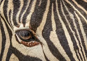 Zebra Portrait Photography Drucke: Close up of the eye of zebra