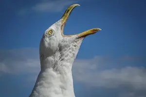 Deserted Shorebird Habitat Drucke: Close up of a face of a screaming seagull