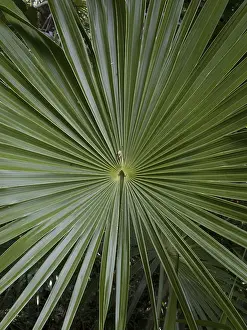 South American Natural Scenery Drucke: Close up of a giant palm leaf