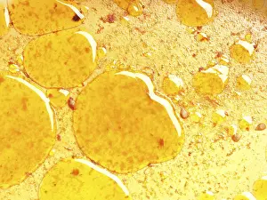 Food Photography Details Drucke: Close up of grease eyes in the baking dish using as background