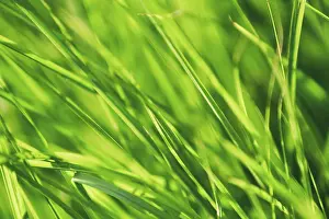 Deserted Grass Landscape Drucke: Close up of green grass