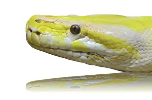 Albino Python Drucke: Close up of a head albino python snake on white background