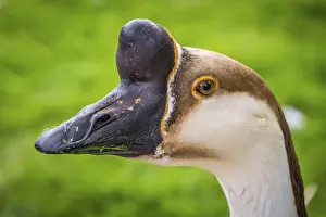Bird In Natural Environment Drucke: Close up of a head of a geese