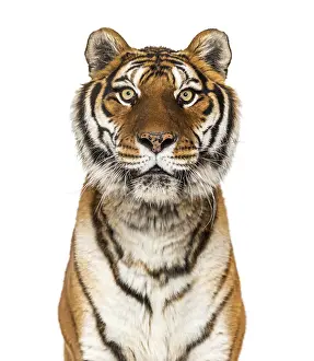 Big Cat Studio Shot Drucke: Close up on a head of a Tiger staring at the camera