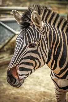 Zebra Portrait Photography Drucke: Close up of the head of zebra