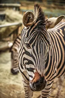 Nature Reserve Images Drucke: Close up of the head of zebra