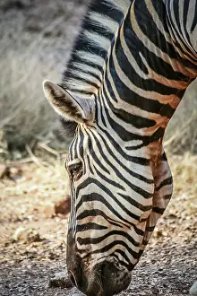 Striped Animal Drucke: Close up of the head of zebra