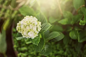 Close View Of A Bloom Drucke: Close up of a hydrangea flower