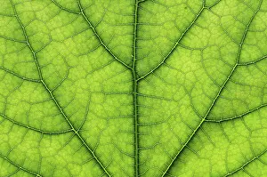 Close Up Green Leaf Drucke: Detail close image tree green leaf macro