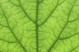 Nature Macro Photography Drucke: Detail close image tree green leaf macro