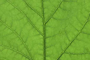Nature Close Up Shots Drucke: Detail close image tree green leaf macro