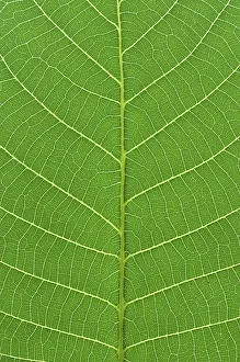 Close Up Green Plant Drucke: Detail close image tree green leaf macro