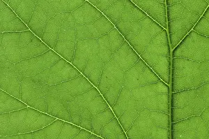 Close Up Nature Photography Drucke: Detail close image tree green leaf macro