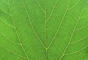 Close View Of A Leaf Drucke: Detail close image tree green leaf macro