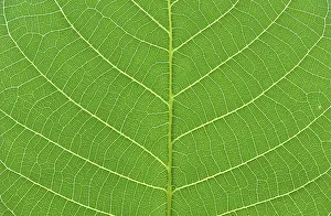 Nature Photography Macros Drucke: Detail close image tree green leaf macro