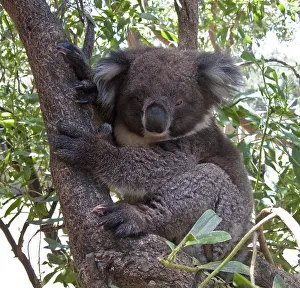 Drucke von Nahaufnahme von Koalabär in australischem Eukalyptusbaum Koala Drucke: Nahe Aufnahme eines Koalabären in einem australischen Eukalyptusbaum.