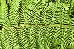 Fern Plant Details Drucke: Close up of leaf of soft tree fern
