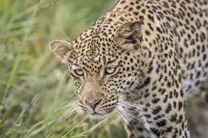 African Big Cat Photography Drucke: Close up of a Leopard head in the Central Khalahari