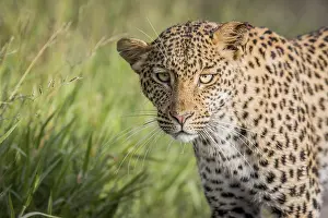 Botswana Wildlife Photography Drucke: Close up of Leopard head in the Central Khalahari