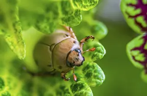 Drucke von Nahaufnahme Makro von Käfer Insekt auf Blatt Blattkäfer Drucke: Nahaufnahme Makro von Käfer Insekt auf Blatt.