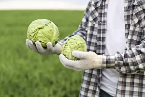 Detail View Of Cabbage Drucke: Close up man with cabbage