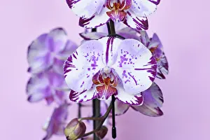 Multicolored Flowers Drucke: Close up of multi colored purple