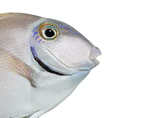 Close Up Of Fish Drucke: Close up of an ocean surgeonfish