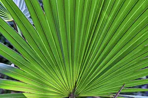 Deserted Palm Tree Scene Drucke: Close up of a palm tree leaf for backgrounds