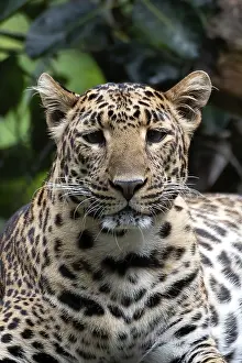 Feliformia Species Image Drucke: Close up photo of a java leopard from dark place