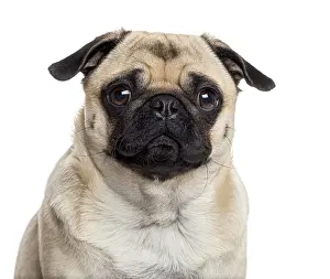 Studio Shot Of A Pug Drucke: Close up of a Pug looking at the camera