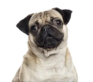 Studio Shot Of A Pug Drucke: Close up of a Pug looking at the camera