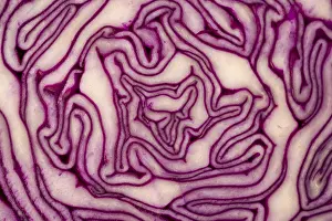 Brassicaceae Plant Details Drucke: Close Up on Red Cabbage