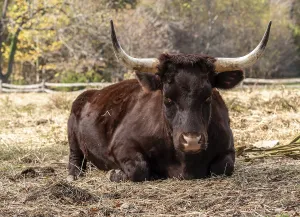 Domestic Cattle Breed Drucke: Close up of Red Devon or Ruby Red cow lying down in field and staring towards the viewer