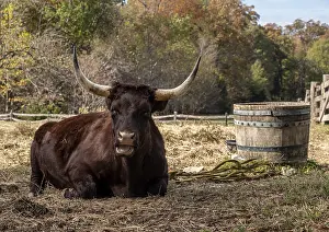 British Livestock Farming Drucke: Close up of Red Devon or Ruby Red cow lying down in field and staring towards the viewer