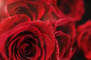 Red Coloured Flowers Drucke: Close up of a red rose with water drops