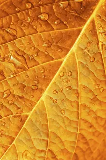 Water Drop On Leaf Drucke: Close up of Redleaf with water drop