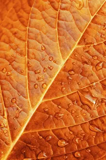 Water Drop Detail Drucke: Close up of Redleaf with water drop