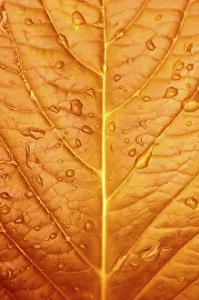 Water Drop On Leaf Drucke: Close up of Redleaf with water drop