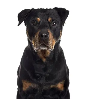 Dog Looking At The Camera Drucke: Close up of a Rottweiler looking at the camera