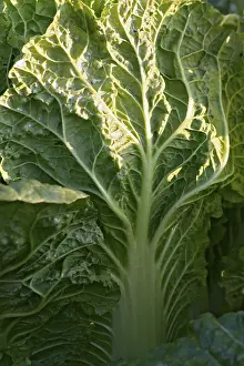 Organic Vegetable Cultivation Drucke: Close up of a savoy cabbage
